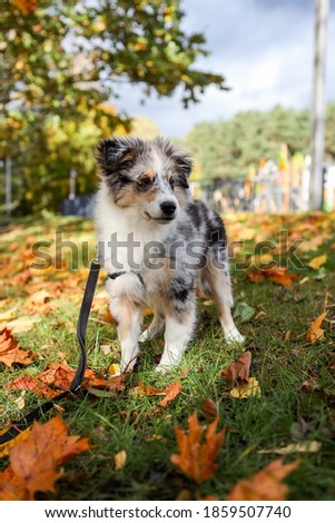 Beautiful blue merle sheltie puppy stinding near leafs on autumn. Photo taken on a warm countryside day.