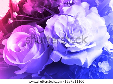 closeup image of roses for background and colorful