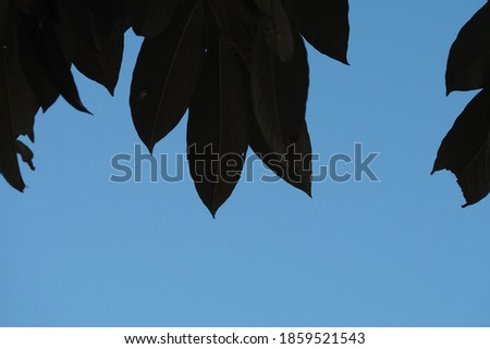 Leaf shadow with the sky background

