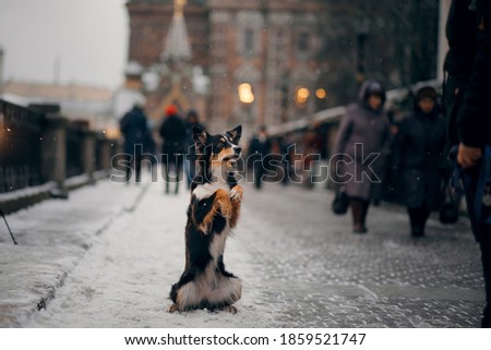 dog in winter in city. nice Tricolor Border Collie on the street