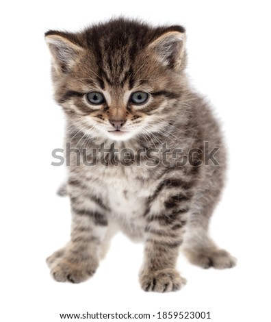 Small kitten isolated on a white background. Close-up