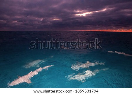 Sharks feeding on the surface, with a stormy sunset in the background