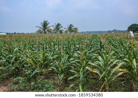 A corn plantation that is being harvested in Tapin Regency, Indonesia
