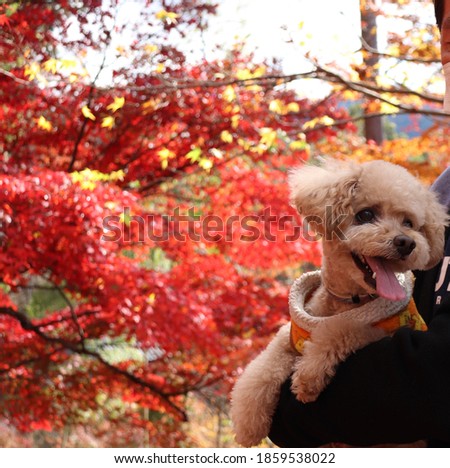 It is a picture of a dog and autumn leaves