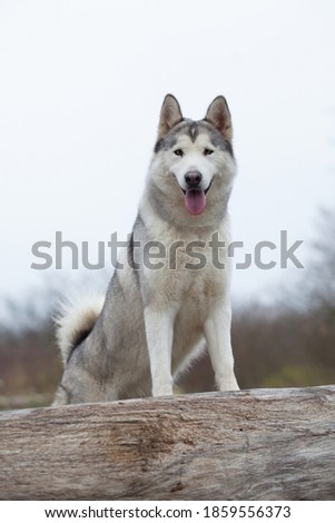 Beautiful Alaskan Malamute dog photography