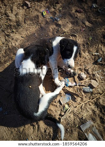 Baby dog's play City Nagaur state Rajasthan country India