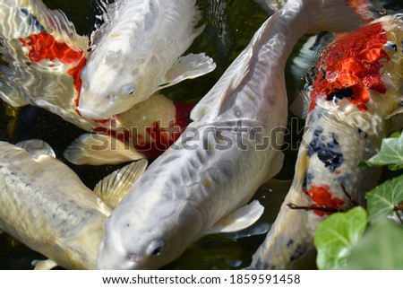 

common carp in the lake
