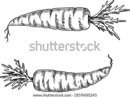 Hand drawn black and white crosshatch vector illustration of two carrots. No background. Royalty-Free Stock Photo #1859600245