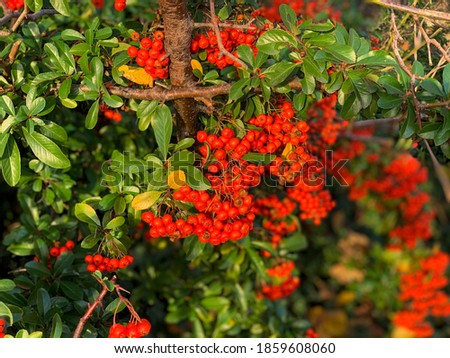 Vibrant orange red ripe pyracantha firethorn berries on pyracantha shrub branches on blurry background close up