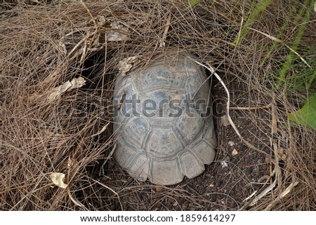 Forest turtle with hatchling aestivating under pine needle nest on a hot summer day. Royalty-Free Stock Photo #1859614297