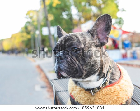 Dog portrait , Brindle French bull sitting in bicycle basket at the roadside in the park with blurred trees ,people and food stall background , closeup , selective focus