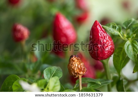 A bush of hot red pepper grows on the windowsill. Spices for Asian cuisine. Close up photo of plants.