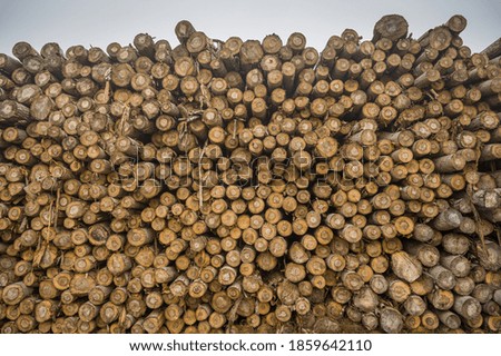 Pile of poplar tree wood logs at a sawmill