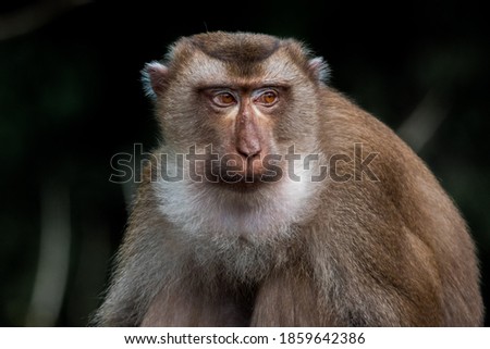Close up of a baboon in Thailand  
