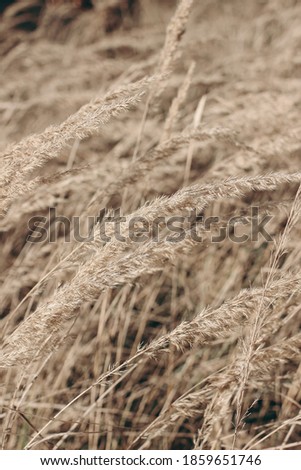 Field of golden dry festuca grass. Autumn landscape in sunlight. Closeup of fading wild meadow plants. Selective focus, blurred background. Seasonal nature concept. 