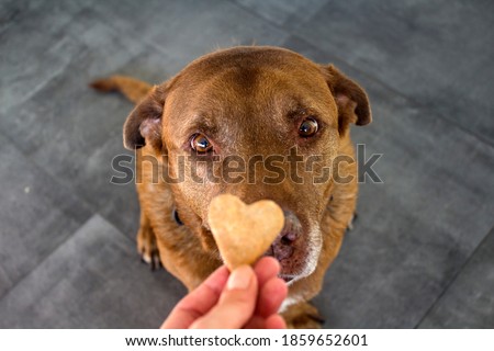 Cute Labrador dog getting heart shaped cookie. Dog's treats close up photo.  The owner gives his dog training award.  Royalty-Free Stock Photo #1859652601