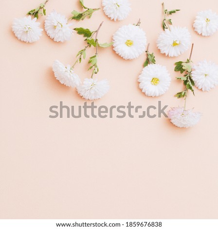 white chrysanthemums on pink paper background