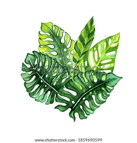 watercolor tropical leaves watercolor, tropical clip art. Digital drawing Tropical leaves for decoration. high resolution and instant download, Watercolor set with tropical palm leaves, monster