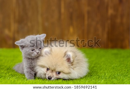 German Spitz puppy sits next to a fluffy gray kitten on the lawn in the backyard of the house