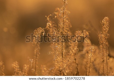 Dry grass backlighted with sunset. Calm and peaceful sunny photo of dry grass - photo with selective focus.