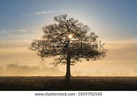 Silhouette of a solitary oak tree in a field with early morning sunlight and frosty mist. Royalty-Free Stock Photo #1859702560