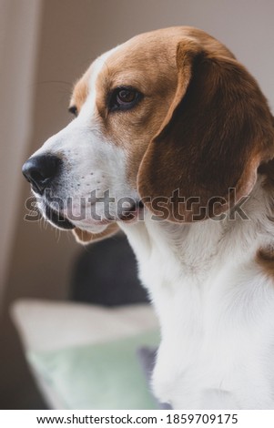 Close up, vertical shot, portrait of a Beagle breed dog with its big ears, looking attentive, selective focus