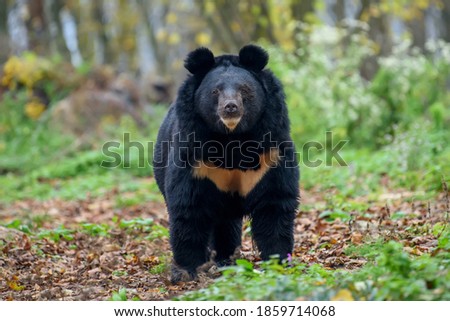 Asiatic black bear (Ursus thibetanus) in autumn forest. Wildlife scene from nature Royalty-Free Stock Photo #1859714068