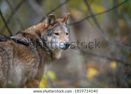 Close up wolf in autumn forest background. Animal in the nature habitat