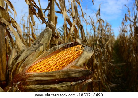 Closeup of dry corn cob ready for harvest. Royalty-Free Stock Photo #1859718490