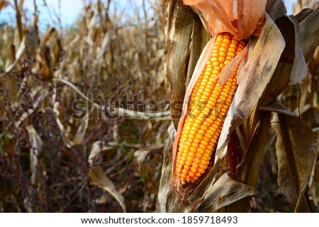 Closeup of dry corn cob ready for harvest. Royalty-Free Stock Photo #1859718493