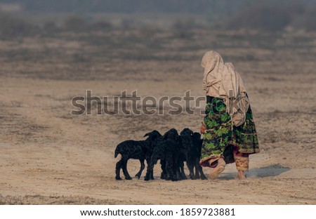 cute little shepherdess with cute 
 new born goat in fields,
nomadic life of shepherds traveling with sheep in the the dust
