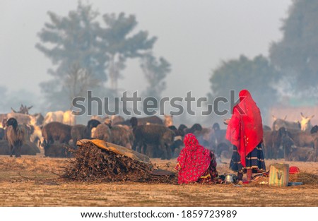 a beautiful  shepherdess with traditional dress in the field with animals