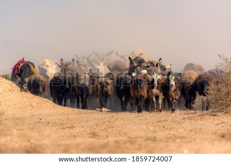 shepherd with flock of sheep in dust ,
nomadic life of shepherds traveling with  their animals 