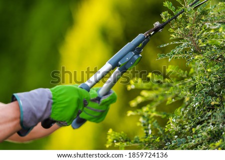 Gardening and Landscaping Industry Theme. Professional Gardener Trimming Decorative Garden Tree Branches Close Up Photo. Royalty-Free Stock Photo #1859724136