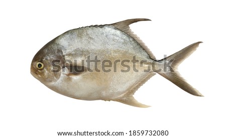 Pomfret fish isolated on white background and have copy space with large picture.