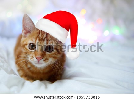 funny cute smile red kitten in the christmas hat on the festive background with bokeh.