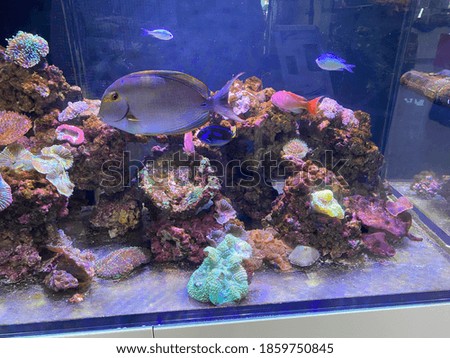 Salt water aquarium with live colorful sea corals
