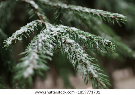 Christmas tree branch in winter close-up. Snow on a branch, selective focus. Winter Christmas background.