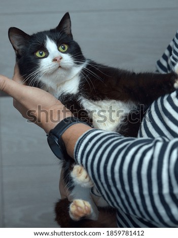 cute home black and white cat in arms
