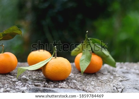Fresh picked tangerines in the garden. Selective focus.