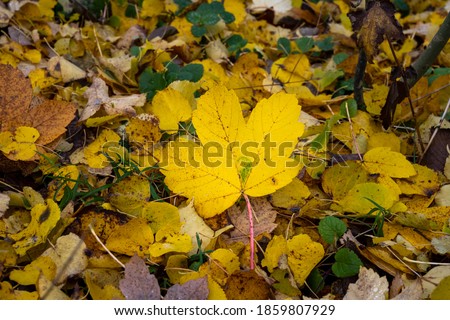 Beautiful yellow, red and orange autumn leaves on the ground. Picture from Scania county, southern Sweden