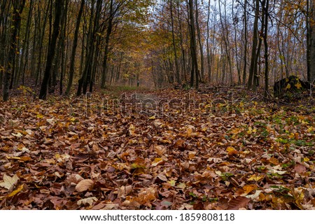 A European Beech forest in autumn colours. Picture from Scania county, southern Sweden Royalty-Free Stock Photo #1859808118