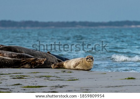 A cute harbor seal pup rests on a sandbank near to the ocean. Picture from Falsterbo in Scania, southern Sweden