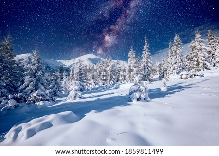White winter spruces under the starry sky. Location place Carpathian mountains, Ukraine, Europe. Photo wallpapers. Long exposure shot, astrophotography. Happy New Year! Discover the beauty of earth.
