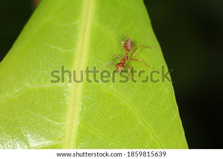 Close up red ant on fresh leaf in nature at thailand