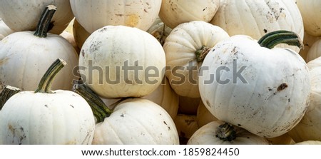 Autumn vegetables food thanksgiving background banner - Top view lots of colorful white fresh moonshine F1 pumpkin squash ( cucurbita pepo ) edible pumpkins	
 Royalty-Free Stock Photo #1859824450