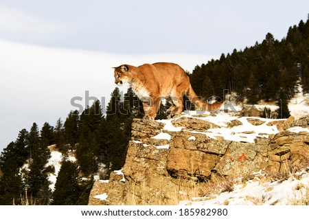 Mountain Lion on cliff