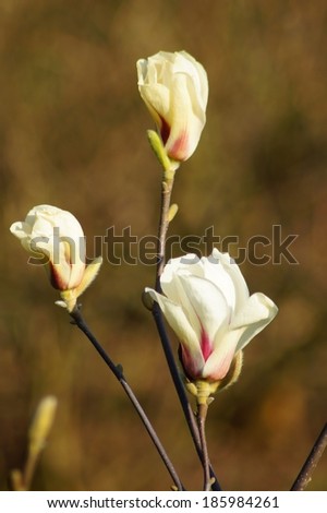 white magnolia 