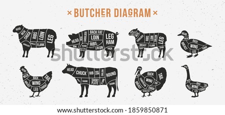 Butcher diagram, scheme set. Mutton, Lamb, Pork, Duck, Chicken, Turkey, Goose meat cuts. Cuts of meat set for butchery, meat shop, restaurant, grocery store. Vector illustration Royalty-Free Stock Photo #1859850871