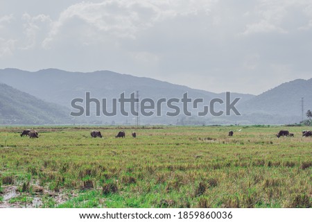 Water Buffalo Standing graze rice grass field meadow sun, forested mountains background, clear sky. Landscape scenery, beauty of nature animals concept summer day.
